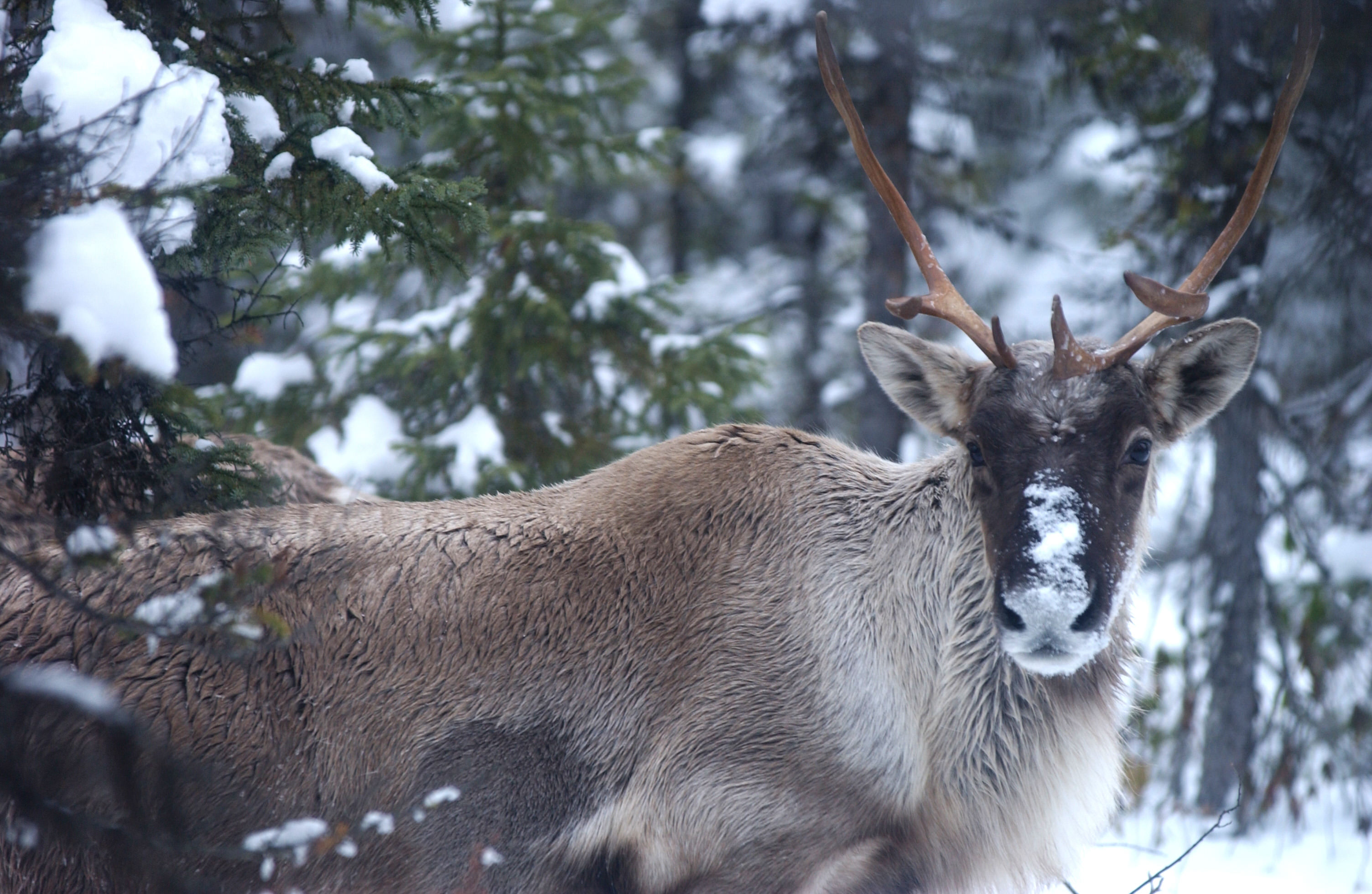 A caribou in the snow.